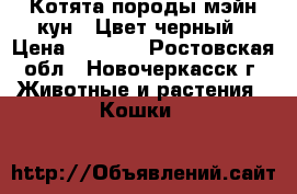 Котята породы мэйн-кун . Цвет черный › Цена ­ 5 000 - Ростовская обл., Новочеркасск г. Животные и растения » Кошки   